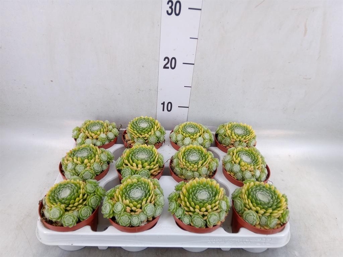 <h4>Sempervivum   ...</h4>
