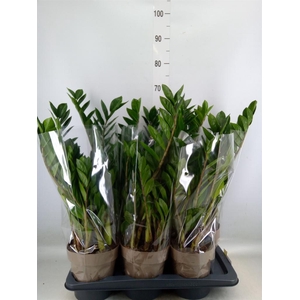 Zamioculcas zamiifolia