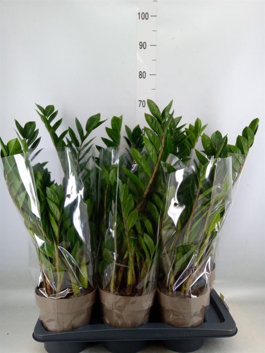 <h4>Zamioculcas zamiifolia</h4>