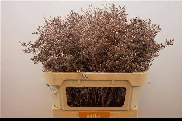 <h4>LIM OV KLB H%</h4>