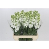 Matthiola Iron White