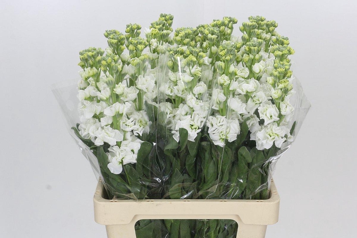 Matthiola Iron White