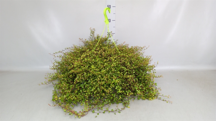 <h4>Muehlenbeckia com. 'Mao'ri'</h4>