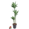 Dracaena fragrans Cintho