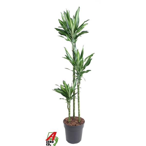 Dracaena fragrans Cintho