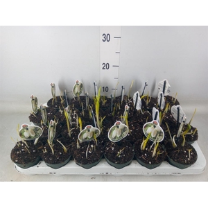 Fritillaria meleagris