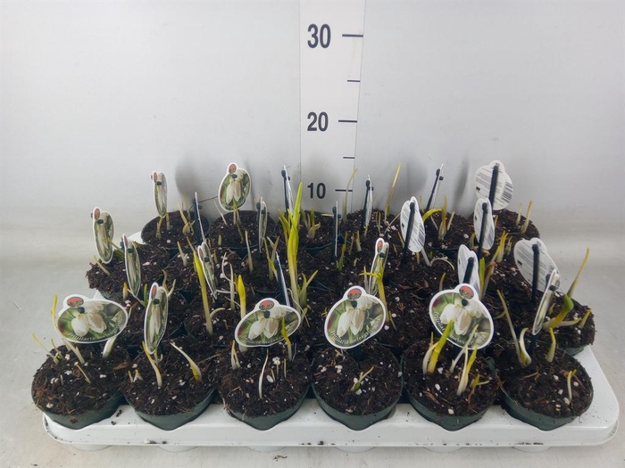 <h4>Fritillaria meleagris</h4>