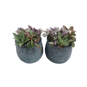 Arr.   Kamerplant Groen L%