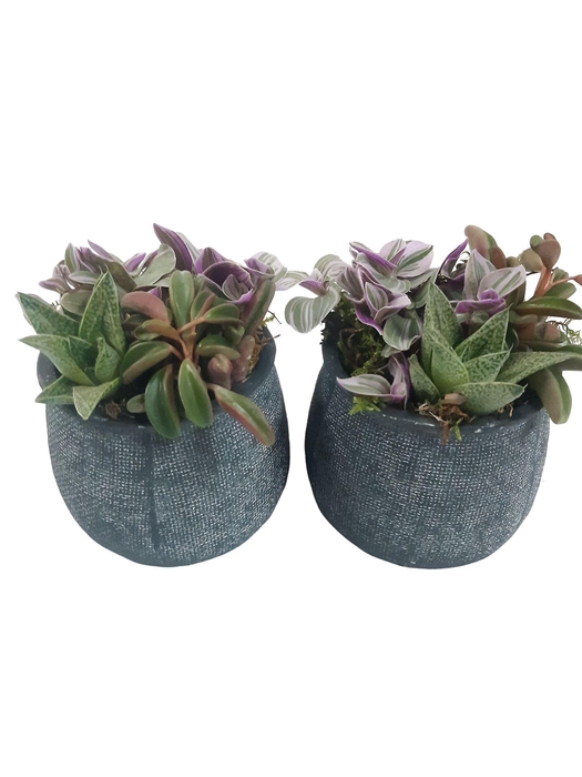 <h4>Arr.   Kamerplant Groen L%</h4>