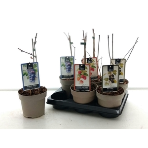 Fruitheesters overig