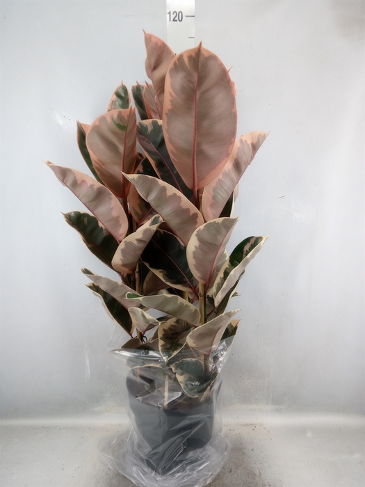 <h4>Ficus elastica 'Belize'</h4>