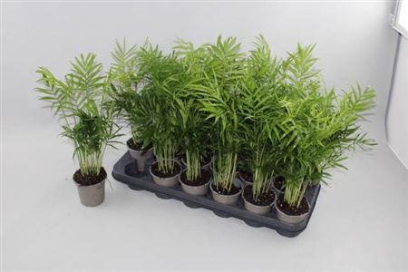 <h4>Chamaed Elegans 18pp</h4>