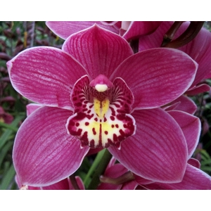 Cymbidium Big Berry Doos