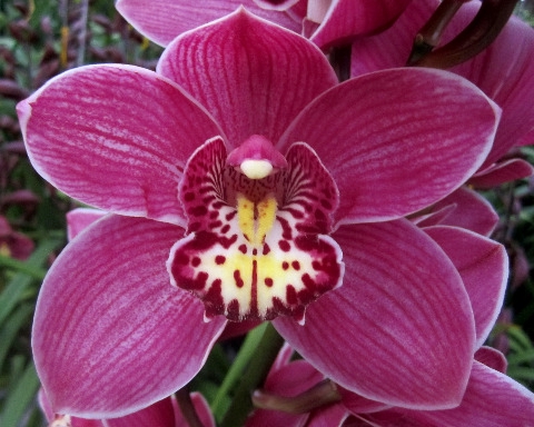 <h4>Cymbidium Big Berry Doos</h4>