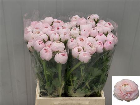 <h4>Cloni Lady X60</h4>