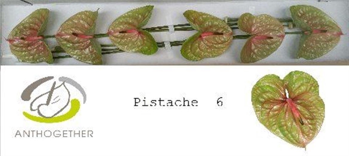 <h4>Anth A Pistache 6 Small Pack</h4>
