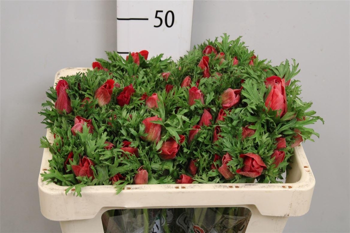 <h4>Anem Gal Rood</h4>