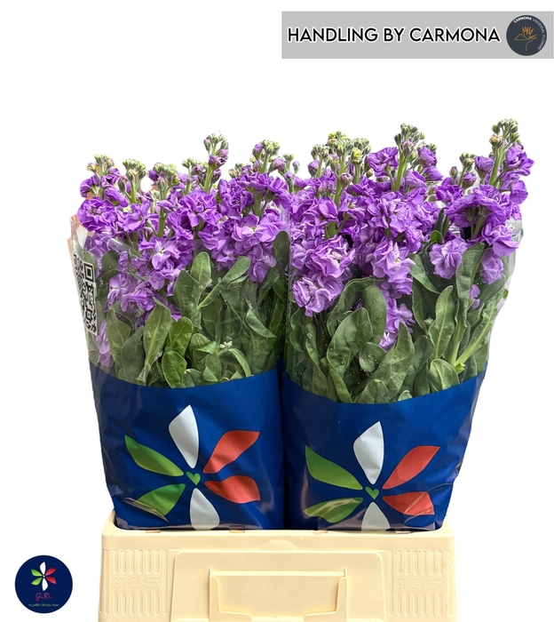 <h4>MATTH IRON BLUE</h4>