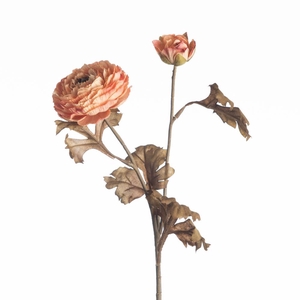 AF Ranun x2 Dried L61cm Peach