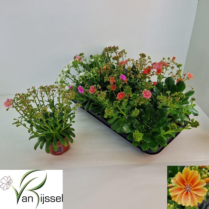 <h4>LEWI MOU DREAMS GEM</h4>