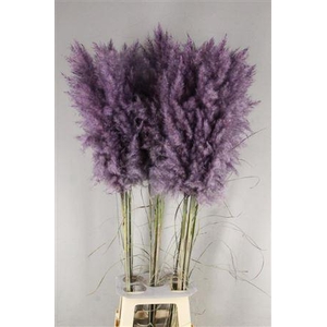 Df Pampas 115cm Aubergine