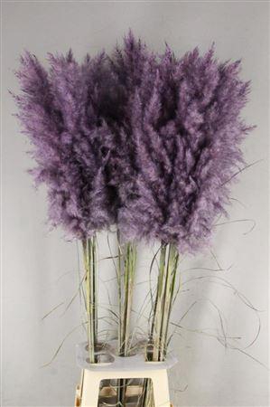 <h4>Df Pampas 115cm Aubergine</h4>
