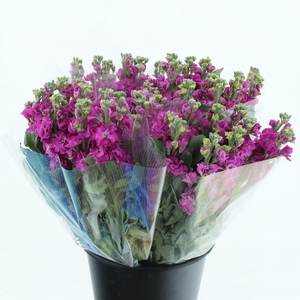 MATTH INCANA IRON DEEP PINK SUPER