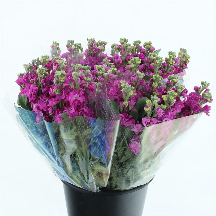 <h4>Matth Incana Iron Deep Pink Super</h4>