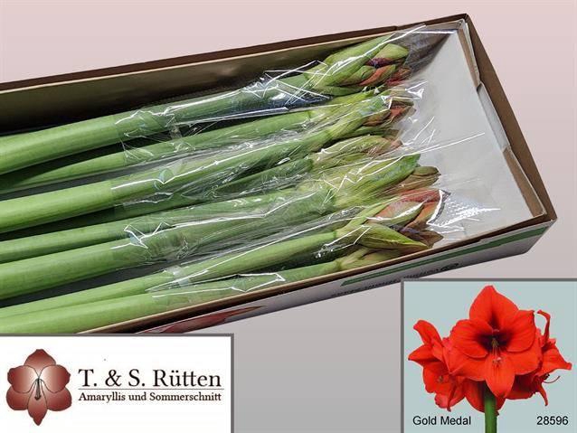 <h4>HIPP ST GOLD MEDAL</h4>