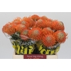 Nutans Ayoba Orange