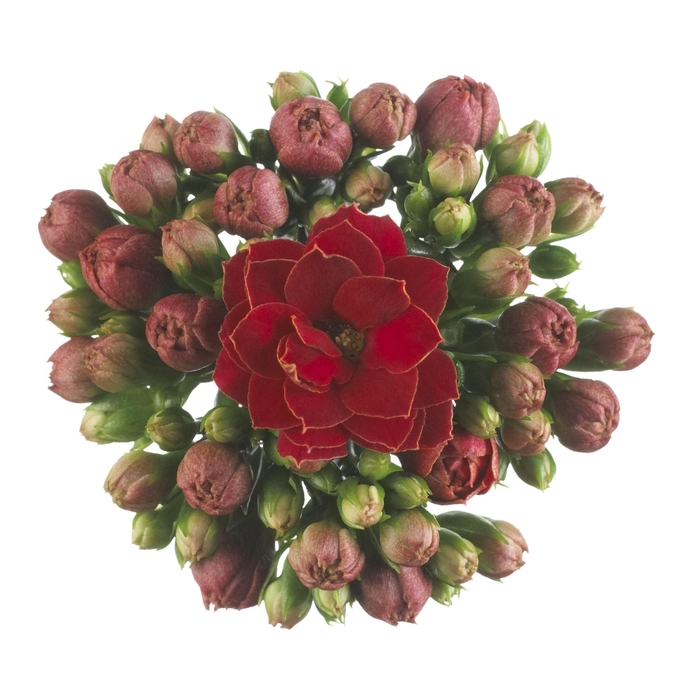 <h4>Kalanchoe Calandiva Rubio</h4>