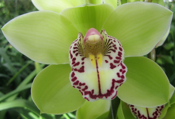 <h4>Cymbidium Robin Hood</h4>