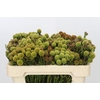 Kaaps Groen Abrotanum