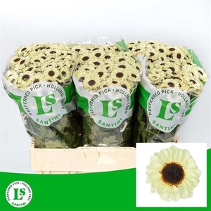 CHR SAN PATRESE CREAM