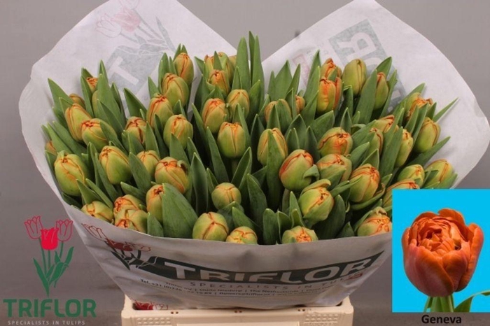 <h4>Tulipa do geneva</h4>