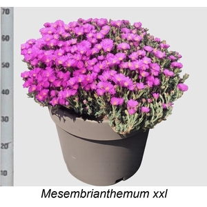 LAMPRANTHUS ROSEUS