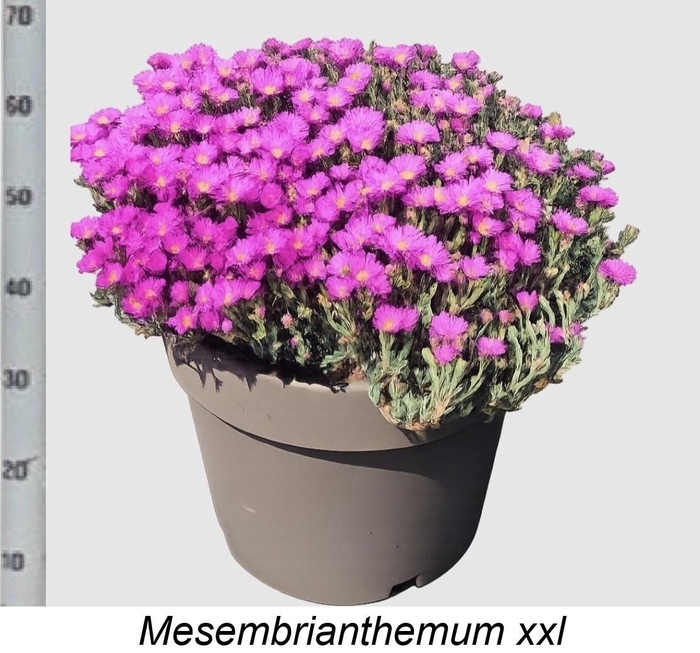 <h4>LAMPRANTHUS ROSEUS</h4>