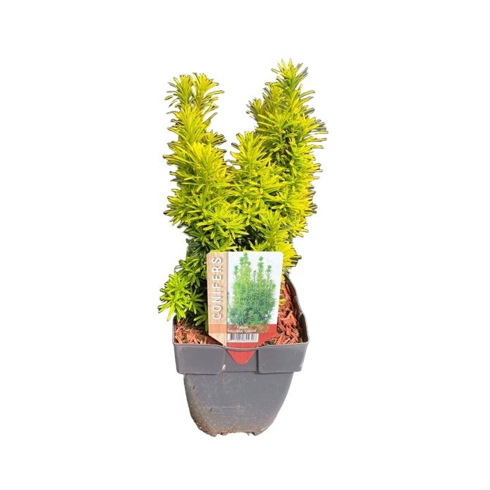 <h4>Taxus baccata 'David' P17</h4>