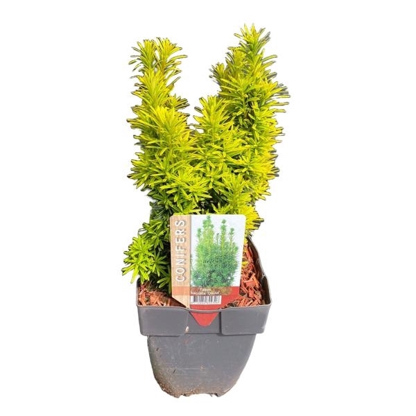 <h4>Taxus baccata 'David' P17</h4>