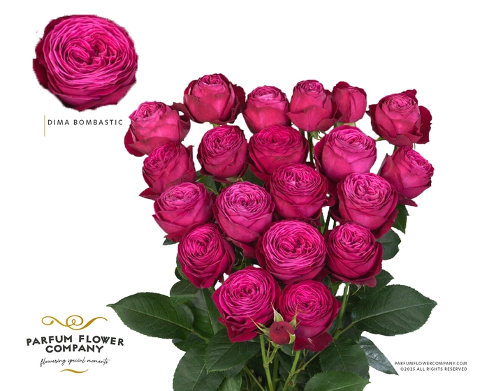 Rosa Spray Dima Bombastic