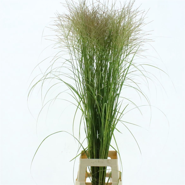 <h4>Miscanthus White</h4>