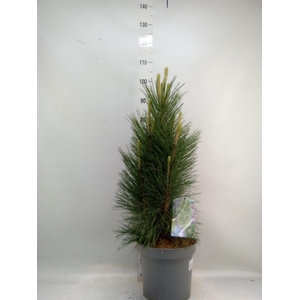 Pinus mugo