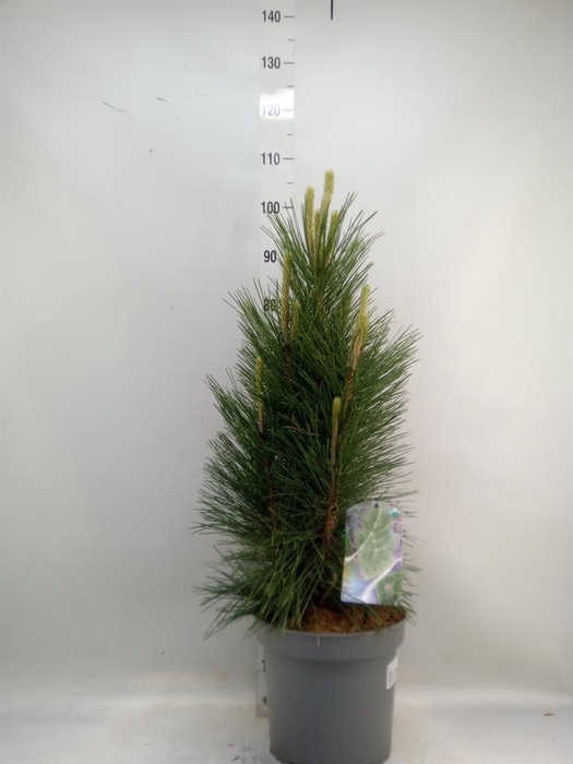 <h4>Pinus mugo</h4>