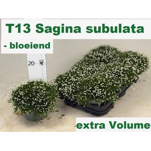 SAGINA SUBULATA