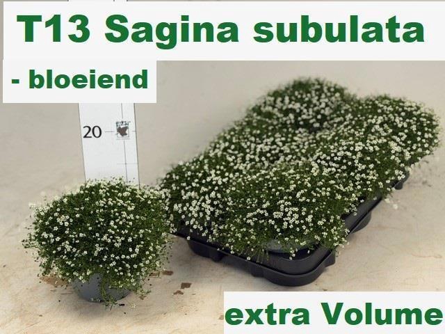 <h4>SAGINA SUBULATA</h4>