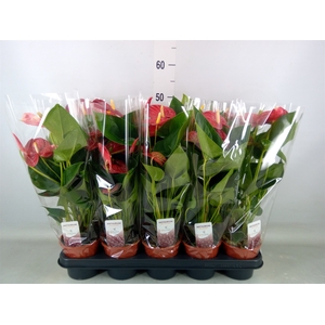 Anthurium andr. 'Jambo Red'