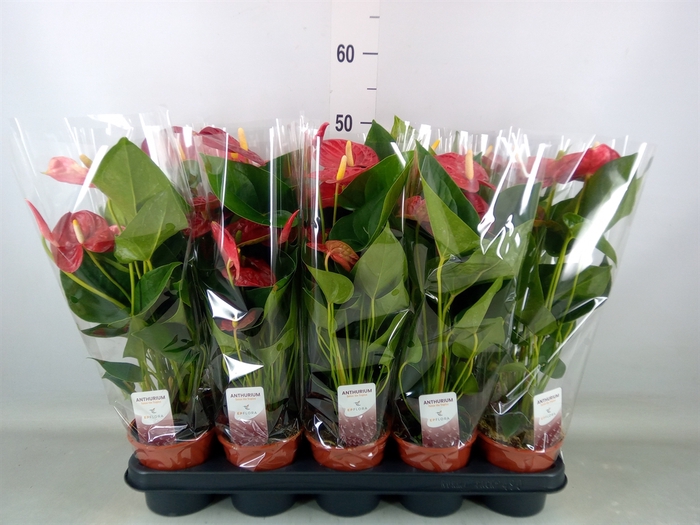 <h4>Anthurium andr. 'Jambo Red'</h4>