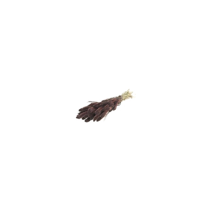 <h4>.Setarea deep brown</h4>
