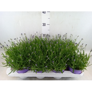 Lavandula angus. 'Essence Pure'