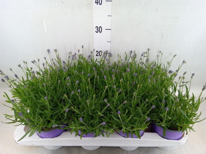 <h4>Lavandula angus. 'Essence Pure'</h4>